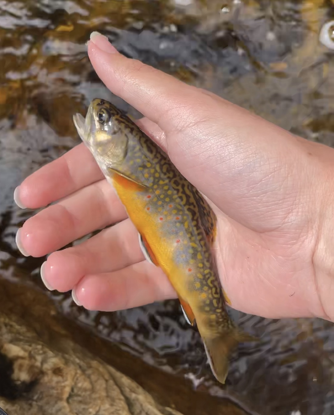 Brook trout held in hand
